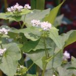 Food Plot Species Profile: Buckwheat