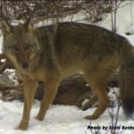 Kip’s Korner: Coyote Impacts & Trapping
