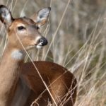 10 Reasons You Don’t Want CWD in Your Woods