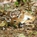 5 Common Myths About Whitetail Fawns