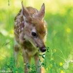 When Do Fawns Begin Eating Natural Forage?