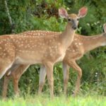 Taking Does Can Actually Increase Fawn Production
