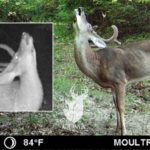 What is Wrong With This Strange Buck?