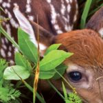 The Magic & Myths of Fawns