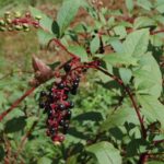Know Your Deer Plants: Pokeweed
