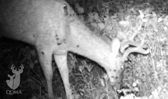 Black Spots On Deer Meat: Safety Tips & Causes