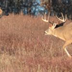 What Triggers the Whitetail Rut?