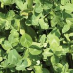 Food Plot Species Profile: Red Clover