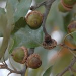 Red Oaks are Important in Deer Nutrition