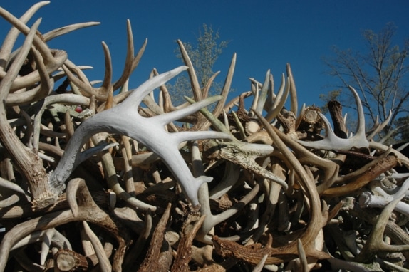 whitetail deer antler diagram