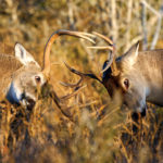 Defend, Display or Duel: What Are Antlers Good For?