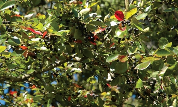 Know Your Deer Plants Blackgum Nda