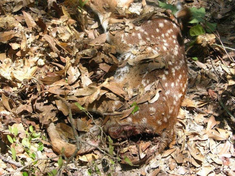 This Photo Is Of A Fawn That More Than Likely Was Killed By A Bobcat ...