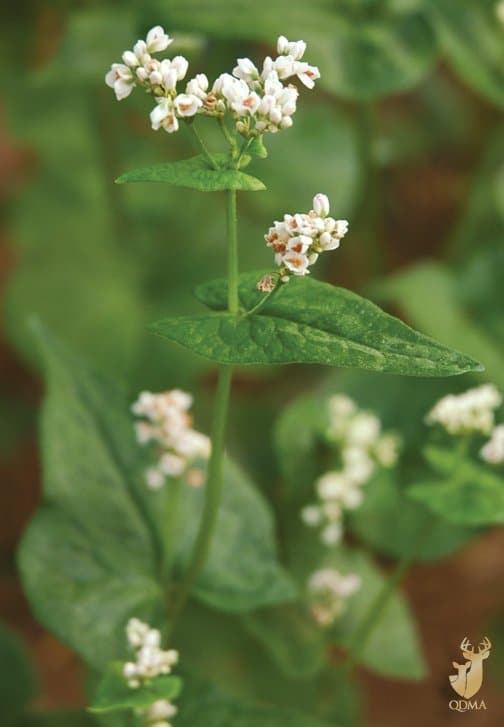 This buckwheat is flowering and will soon go to seed. Once it dies, buckwheat can be tilled under to improve soil organic content and increase soil phosphorus.