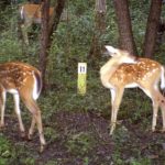 3 Ways to Track Fawn Recruitment