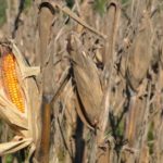 Food Plot Species Profile: Corn