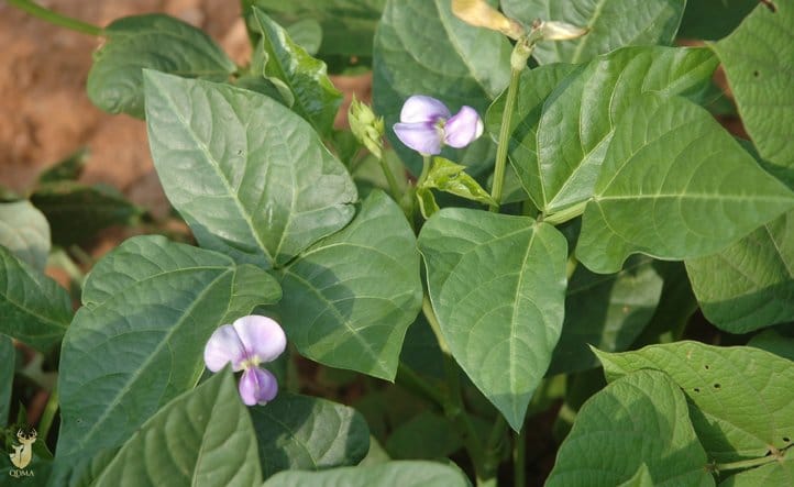 Food Plot Species Profile: Cowpeas • Air Gun Maniac