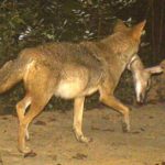 Coyote Control: When Is It The Right Option?
