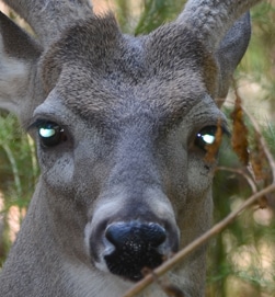 deer_pupils