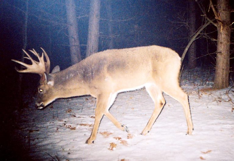 5 Tips for Photographing Mature Bucks National Deer Association