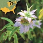 Know Your Deer Plants: Horsemint