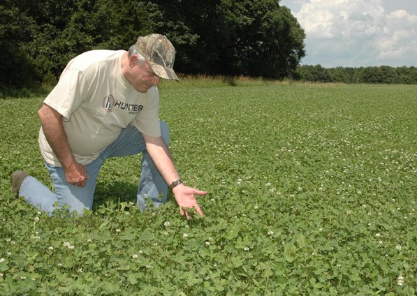 What Clover Do Deer Like Best - Adventure Blog