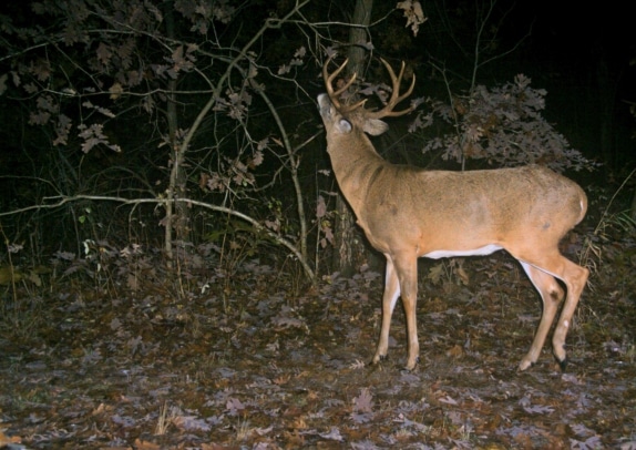 Mature Bucks Who Needs Em Nda