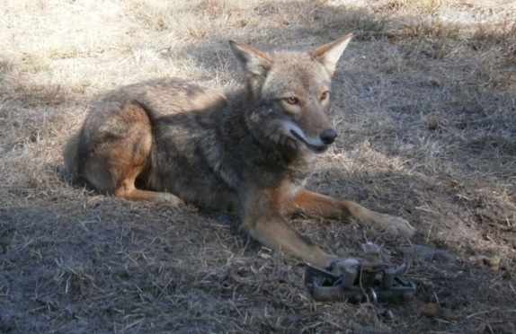 Best Coyote Traps of 2023