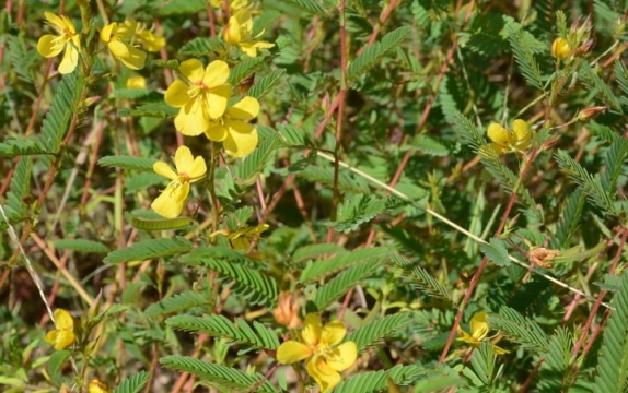 partridge pea seedling