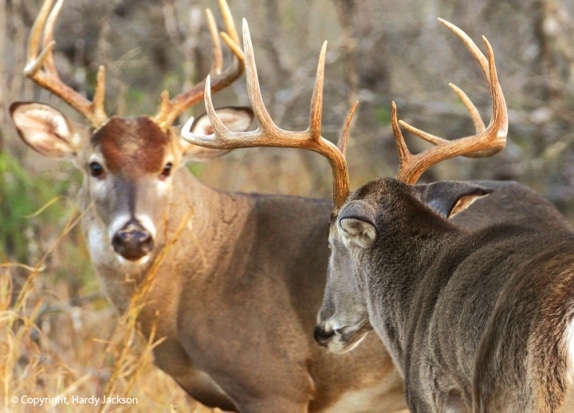 Will Dominant Bucks Dominate The Breeding Nda