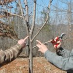 Pruning Wildlife Fruit Trees