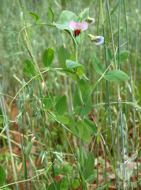 qdma_pea_2__large