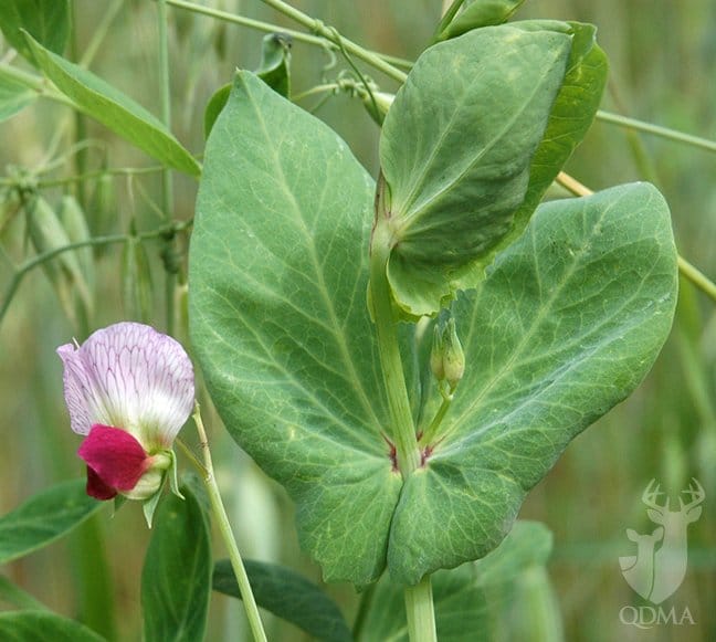 qdma_pea_3__large