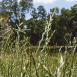 Ryegrass: Going Against the Grain