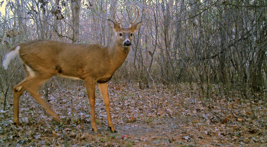 Do Deer Hunters Really Need to Be Concerned About Cowhorn Spikes?