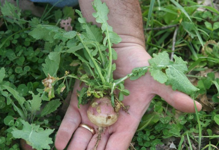 Food Plot Species Profile Turnips National Deer Association
