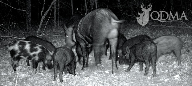 feral hogs reproduction qdma