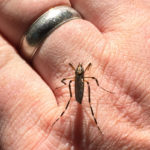 Don’t Let Mosquitos and Ticks Ruin Your Hunting Season