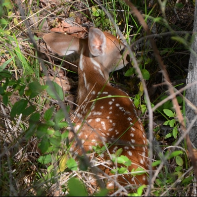 Good fawning cover is critical to keeping a young fawn hidden from predators