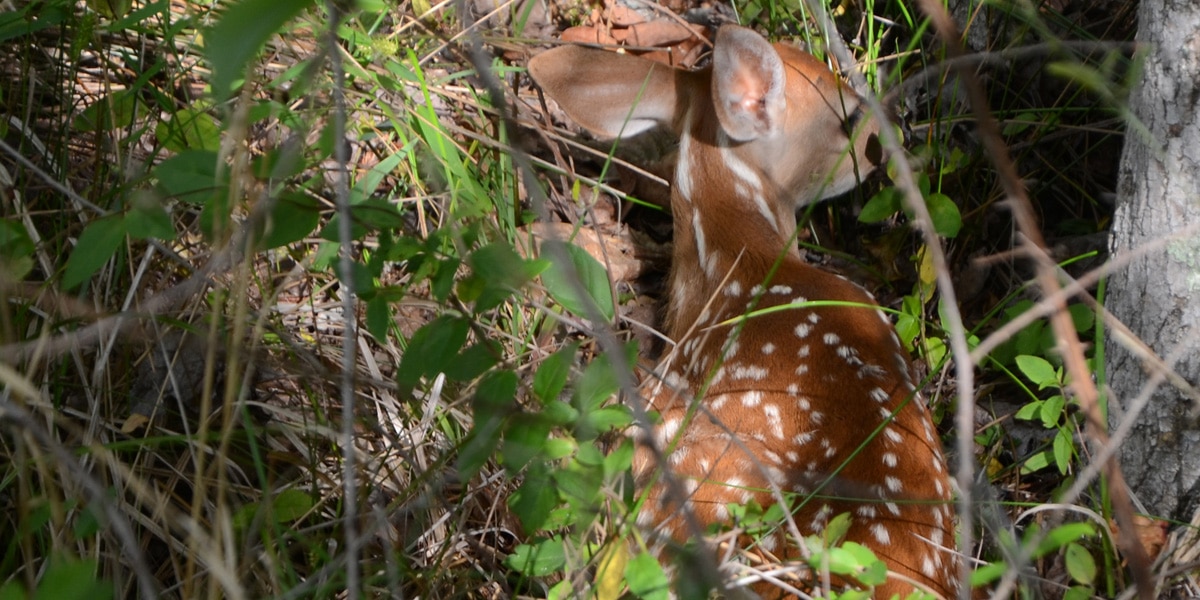 Good fawning cover is critical to keeping a young fawn hidden from predators