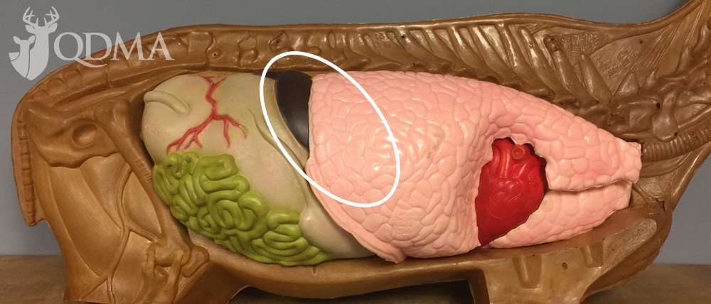 The liver (dark purple) is tucked just behind the lungs. The white line shows the location of the entire organ behind the lung.