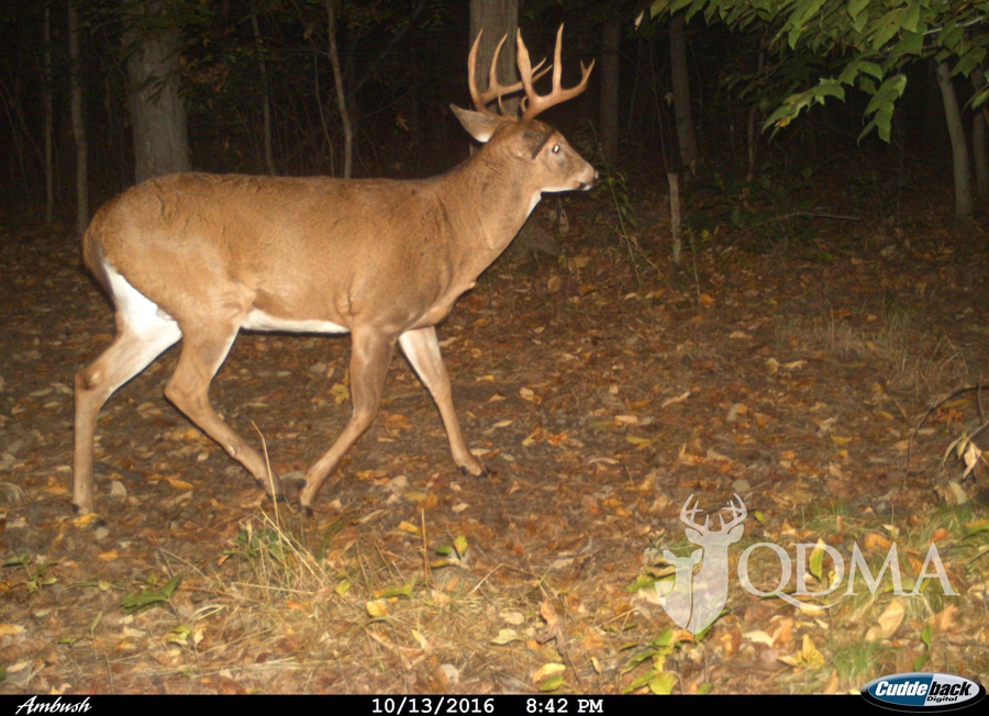 buck tracker camera