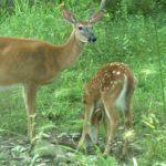 At What Age Can a Fawn Survive Without Its Doe?