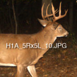 This Trail-Camera Code May Help You Track Bucks