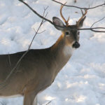 Where Do Northern Deer Find Water in Winter?