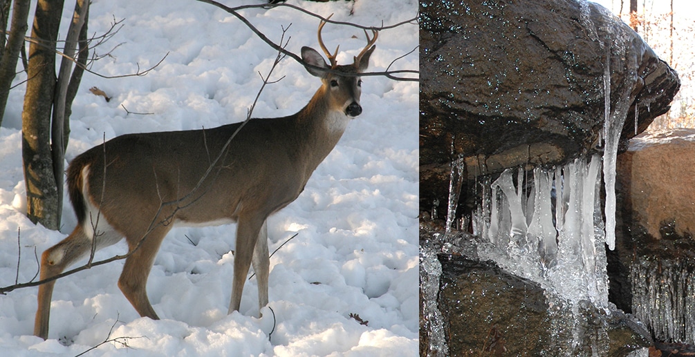 winter water lead Where Do Northern Deer Find Water in Winter?