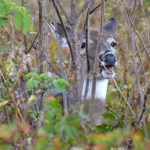 Three Questions Every Deer Forage Expert Asks
