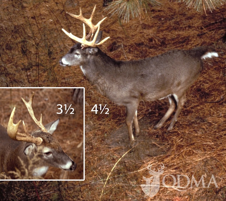 A Well-Balanced Diet Year-Round Is Key in Supporting Antler Growth