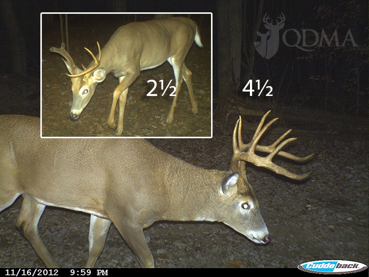 What Causes atypical or Non-Typical Antler Growth in Elk and Deer? (Ask  the Biologist) - Colorado Outdoors Online