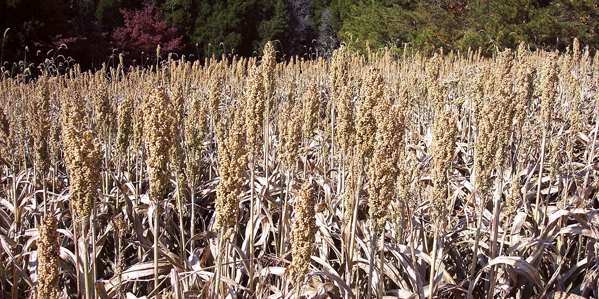 Grain Sorghum_1